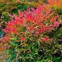 Kép 2/2 - Nandina domestica 'Gulfstream' / Törpe japán szentfa