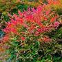 Kép 2/2 - Nandina domestica 'Gulfstream' / Törpe japán szentfa