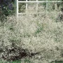 Kép 2/2 - Gypsophila paniculata 'Bristol Fairy' / Teltvirágú fátyolvirág