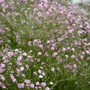 Kép 3/3 - Gypsophila paniculata 'Festival Pink Lady' / Rózsaszín fátyolvirág