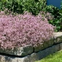 Kép 2/3 - Gypsophila paniculata 'Festival Pink Lady' / Rózsaszín fátyolvirág