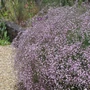 Kép 2/2 - Gypsophila paniculata 'Rosenschleier' / Rózsás fátyolvirág