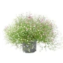 Kép 1/2 - Gypsophila paniculata 'Rosenschleier' / Rózsás fátyolvirág