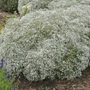 Kép 2/2 - Gypsophila paniculata 'Summer Sparkles' / Buglyos fátyolvirág