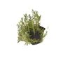 Kép 1/2 - Gypsophila repens  / Havasi fátyolvirág