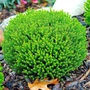 Kép 2/2 - Hebe 'Green Globe' / Örökzöld veronikacserje 'Green Globe'