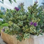 Kép 2/2 - Hebe x hybrida 'Veronica' / Örökzöld veronikacserje