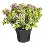 Kép 1/2 - Hebe x hybrida 'Veronica' / Örökzöld veronikacserje