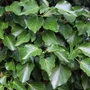 Kép 2/2 - Hedera helix / Borostyán