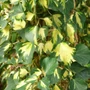 Kép 2/2 - Hedera helix 'Goldheart' / Sárga-tarka levelű borostyán