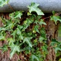 Kép 1/2 - Hedera helix 'Ivalace' / Borostyán