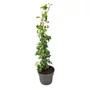 Kép 1/2 - Hedera helix 'Ivalace' / Borostyán