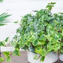 Kép 2/2 - Hedera helix 'Mint Kolibri' / Borostyán