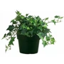 Kép 1/2 - Hedera helix / Borostyán