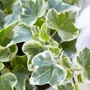 Kép 2/2 - Hedera helix 'White Wonder' / Fehér-tarka levelű borostyán