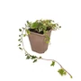 Kép 1/2 - Hedera helix 'Mint Kolibri' / Borostyán