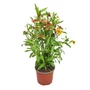 Kép 1/2 - Helenium autumnale 'Hayday Red Bicolor' / Őszi napfényvirág