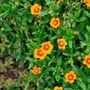 Kép 2/2 - Helianthemum hybridum 'Ben Heckla' / Narancssárga virágú napvirág