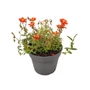 Kép 1/2 - Helianthemum 'Bronzeteppich'  / Napvirág