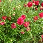 Kép 2/2 - Helianthemum hybridum 'Cerise Queen'  / Piros virágú napvirág