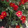 Kép 2/2 - Helianthemum hybridum 'Elizabeth'  / Piros virágú napvirág