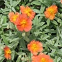 Kép 2/2 - Helianthemum hybridum 'Fire Dragon'  / Narancs-piros virágú napvirág