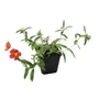 Kép 1/2 - Helianthemum hybridum 'Fire Dragon'  / Narancs-piros virágú napvirág