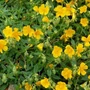 Kép 2/2 - Helianthemum nummularium 'Golden Queen'  / Sárga virágú napvirág