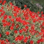 Kép 2/2 - Helianthemum hybridum 'Red Dragon'  / Narancs-piros virágú napvirág