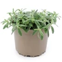 Kép 1/2 - Helianthemum hybridum 'Red Orient' / Piros virágszínű évelő napvirág