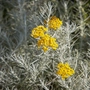Kép 3/3 - Helichrysum italicum / Olasz szalmagyopár, curryfű