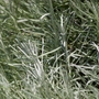 Kép 2/3 - Helichrysum italicum / Olasz szalmagyopár, curryfű