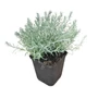 Kép 1/2 - Helichrysum italicum 'Dwarf Curry' / Olasz szalmagyopár, törpe curryfű