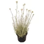 Kép 1/2 - Helichrysum italicum 'Aladin' / Olasz szalmagyopár, curryfű