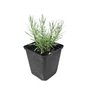 Kép 1/2 - Helichrysum italicum 'Dwarf Curry' / Olasz szalmagyopár, törpe curryfű