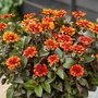 Kép 2/2 - Heliopsis helianthoides 'Luna Roja' / Érdes napszemvirág