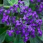 Kép 2/2 - Heliotropium arborescens / Egynyári vaníliavirág