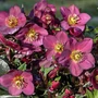 Kép 2/2 - Helleborus x 'Ice 'n Roses Red' / Hunyor 'Ice 'n Roses Red'