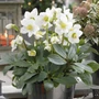 Kép 2/2 - Helleborus niger 'Mont Blanc' / Korai fekete hunyor