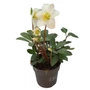 Kép 1/2 - Helleborus niger 'Mont Blanc' / Korai fekete hunyor