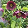 Kép 2/2 - Helleborus orientalis 'Viv Victoria' / Keleti hunyor 'Viv Victoria'