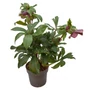 Kép 1/2 - Helleborus orientalis 'Viv Victoria' / Keleti hunyor 'Viv Victoria'