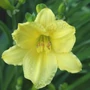 Kép 2/2 - Hemerocallis 'Buttercup Parade' / Sásliliom