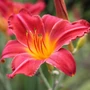 Kép 1/2 - Hemerocallis 'Chipper Cherry' / Sásliliom