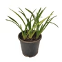 Kép 1/2 - Hemerocallis 'Chipper Cherry' / Sásliliom
