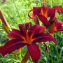 Kép 2/2 - Hemerocallis 'Crimson Pirate' / Piros virágú sásliliom