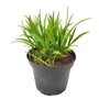 Kép 2/2 - Hemerocallis 'Crimson Pirate' / Piros virágú sásliliom