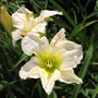 Kép 2/2 - Hemerocallis 'Gentle Shepherd' / Sásliliom
