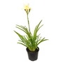 Kép 1/2 - Hemerocallis 'Gentle Shepherd' / Sásliliom