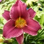 Kép 2/2 - Hemerocallis 'Little Missy' / Sásliliom